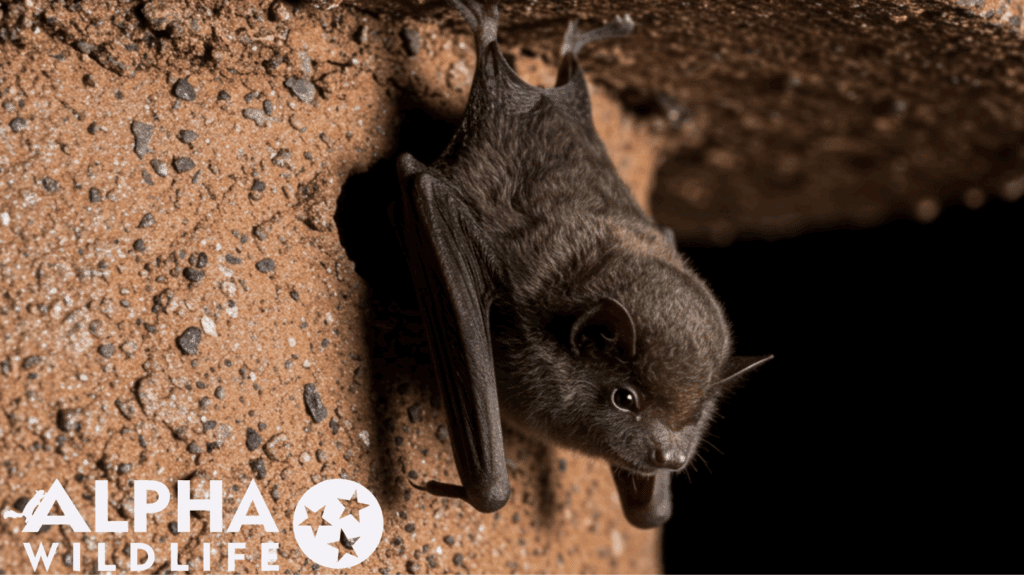 Little Brown Bat roosting in building in Murfreesboro, TN